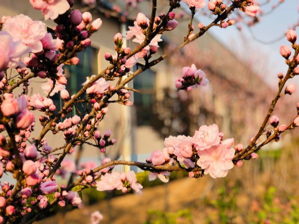 春天，花开成诗