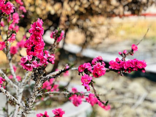 春天，花开成诗